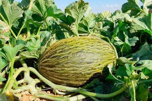 Calzoncillos con historia: por qué notarás que nuestros calzoncillos son de Villaconejos nada más ponértelos - La Muda Club